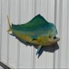 Bull Dolphin Wall Mount  36 Inch Full Mount Fish Replica for Fishing & Coastal Wall Decor aka Mahi Mahi and Dorado view 2