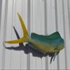 Bull Dolphin Wall Mount  36 Inch Full Mount Fish Replica for Fishing & Coastal Wall Decor aka Mahi Mahi and Dorado view 3