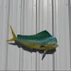 Bull Dolphin Wall Mount  36 Inch Full Mount Fish Replica for Fishing & Coastal Wall Decor aka Mahi Mahi and Dorado view 4