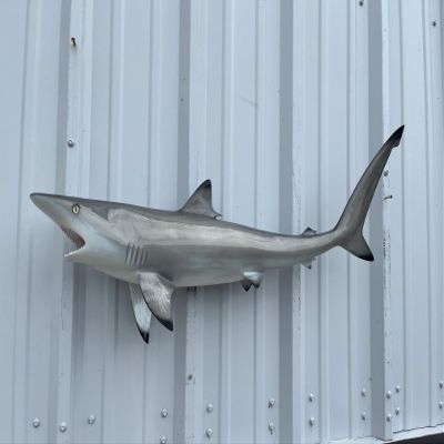 36" Realistic Blacktip Shark Two Sided Wall Mount Replica