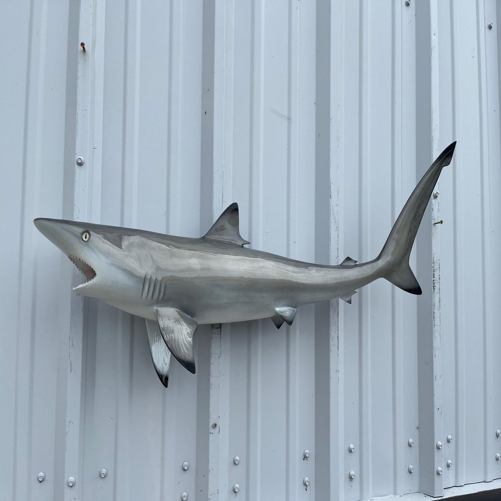 36" Realistic Blacktip Shark Two Sided Wall Mount Replica
