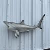 36" Realistic Blacktip Shark Two Sided Wall Mount Replica view 1