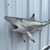 36" Realistic Blacktip Shark Two Sided Wall Mount Replica view 2