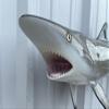 36" Realistic Blacktip Shark Two Sided Wall Mount Replica view 3