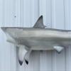36" Realistic Blacktip Shark Two Sided Wall Mount Replica view 4