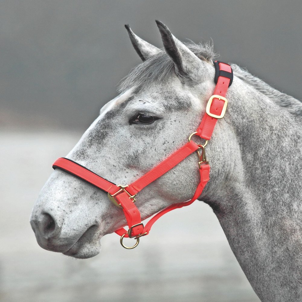 Shires Topaz Nylon Halter with BREAEKAWAY (Orange, X-Small Pony)