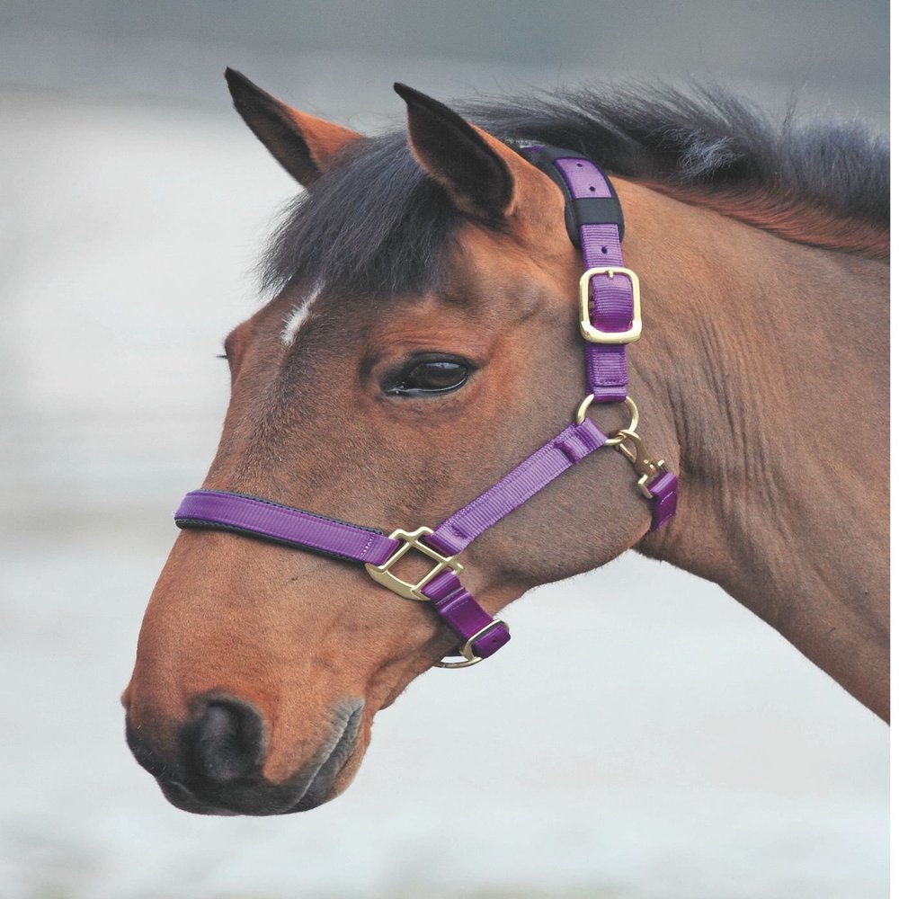 Shires Topaz Nylon Halter with BREAEKAWAY (Purple, Small Pony)