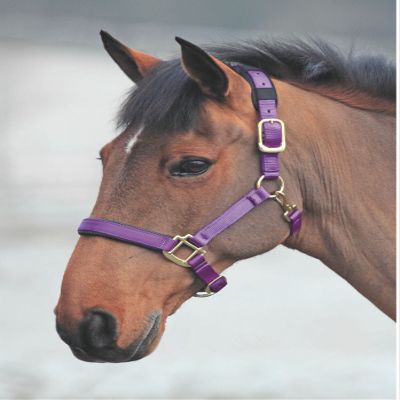 Shires Topaz Nylon Halter with BREAEKAWAY (Purple, X-Small Pony)