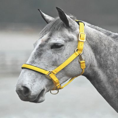 Shires Topaz Nylon Halter with BREAEKAWAY (Yellow, Small Pony)