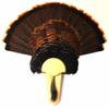 Turkey Fan & Beard Plaque The Long Beard - Poplar Mounting Kit view 1