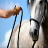 Hunters Saddlery Horse Rope Halters - 11 Sizes - Miniature, Foal, Weanling, Pony, Cob/Arab, Horse, Warmblood, Draft & Custom (Pony, Green) view 4