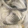Hareline Fly Tying Teal Flank Feathers - Natural view 1