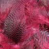 Hareline Fly Tying Teal Flank Feathers - Claret view 1