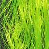 Hareline Fly Tying Daddy Long Legs - Yellow