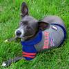 Buffalo Bills Hoodie Tee Shirt view 2