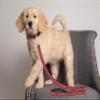 Tampa Bay Buccaneers Leash view 3