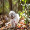 Tampa Bay Buccaneers Leash view 4