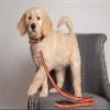 Pets First NFL Licensed Kansas City Chiefs Pet Leash, Size Large  Durable Satin Dog & Cat Walking Strap and Pet Tether with Embroidered Team Name & Logo view 3