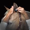 Plughz Horse Ear Plugs, Smooth, Black 4 Pairs view 3