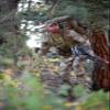 ALPS OutdoorZ Extreme Commander X + Pack view 4