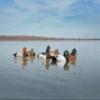 Higdon Outdoors Standard Diver Pack Duck Decoys | Lightweight and Realistic UV Painted Floating Duck Decoys for Waterfowl Hunting | Short String Design for Easy Setup | Foam Filled | 6pk view 2