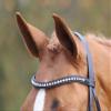 Shires Aviemore Large Diamante Browband (Black, Full) view 1