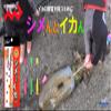Shime and Squid Fluorescent Orange Squid Tightening view 2