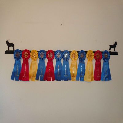 Showoff award racks - Dogs (Wall Mount, Boston Terrier)