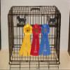 Showoff award racks - Dogs (Crate Mount, Petit Basset Griffon Vendeen) view 1