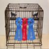 Showoff award racks - Dogs (Crate Mount, Bernese Mountain Dog) view 1
