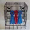 Showoff award racks - Dogs (Crate Mount, Golden Retriever) view 1