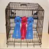 Showoff award racks - Dogs (Crate Mount, Labrador) view 1