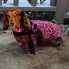 Dog in the Closet, The Ava Pink Leopard Dog Sweater Dress view 2