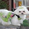 Dog in the Closet, The Chloe Hand Beaded Dog Dress view 1