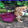 Dog in the Closet, The Lanna Collection - Fuchsia Checked Silk Dress with Crochet Trim view 2