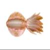 Ecogear 12808 Power Squid, 7-Inch #424 Brown Squid (Luminous) view 2