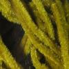 Hareline Fly Tying Velvet Chenille - Micro, Olive