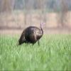 Nature's Seed 0.5 Acre Florida Tropics Upland Game Food Plot Pasture Blend view 3