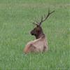 Nature's Seed PB-PSWBG-1-A 1 Acre Pacific Southwest Big Game Food Plot Pasture Blend view 2