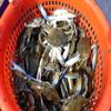 PAUTZKE'S 170203-Maurice Blue Crab Fuel, 32 oz view 3