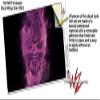 WraptorSkinz Skin Decal Wrap for Yeti Rambler Bottle 36oz Flaming Fire Skull Hot Pink Fuchsia (YETI NOT Included) view 3