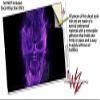 WraptorSkinz Skin Decal Wrap for Yeti Rambler Bottle 36oz Flaming Fire Skull Purple (YETI NOT Included) view 3