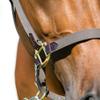 HORZE Holbrook Horse Halter - Dark Brown - Warmblood view 3