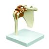 Shoulder Model view 1