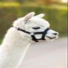 Alpaca Halter view 2