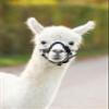 Alpaca Halter view 3