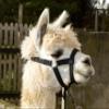 Alpaca Halter view 4