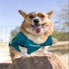 NFL PHILADELPHIA EAGLES DOG Jersey, XX-Large view 2