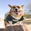 Pets First NCAA College Purdue Boilermakers Mesh Jersey for DOGS & CATS, XX-Large. Licensed Dog Jersey with your Favorite Football/Basketball College Team view 4