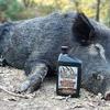 Elusive Wildlife Swine Sauce Soybean and Peanut Attractants Premium Hunting Gear for Wild Hogs - 32 oz Concentrated Blends: Roasted Peanut, Day Old Donut, Extreme Strawberry view 2